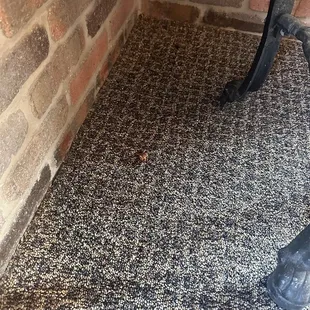 Cockroach. Crickets were also found by the front counter, under the kids high chairs.