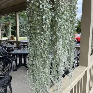 Hanging plants on the patio