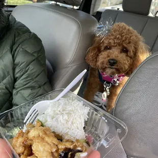 Chicken &amp; veggies (#18) in the perfect cute bowl for car eating (insert drool emoji)