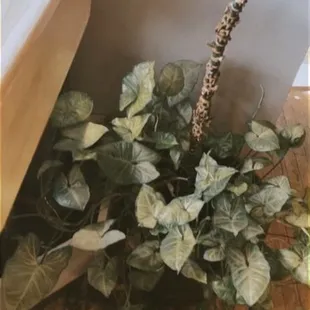 plants