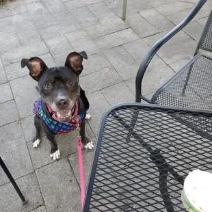 Waiting for my pup cup!