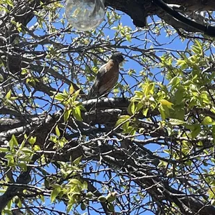Robin chorus on the patio