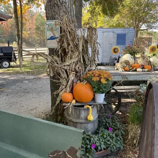a variety of pumpkins and gourds