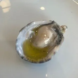 Oysters