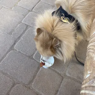 Tyson enjoyed his pup cup with a side of bacon!