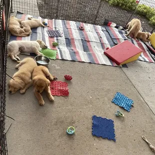 Puppies and Pints event~ all these babies found a furever home