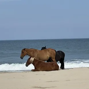 Wild Spanish Mustangs