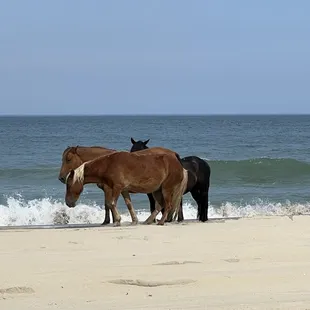 Wild Spanish Mustangs