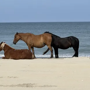 Wild Spanish Mustangs