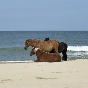 Wild Spanish Mustangs