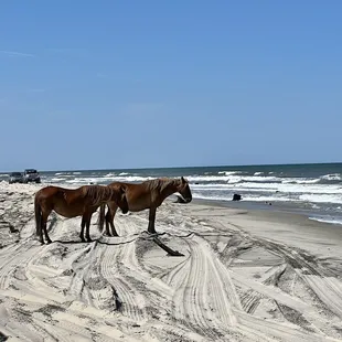 Wild horses by the ocean