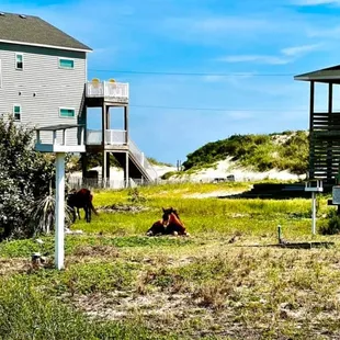2 week old foal! Laying and relaxing!