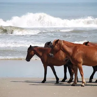 Corolla Jeep Adventures
