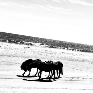 Gorgeous even in black and white!