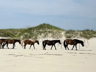 Wild Horse Adventure Tours