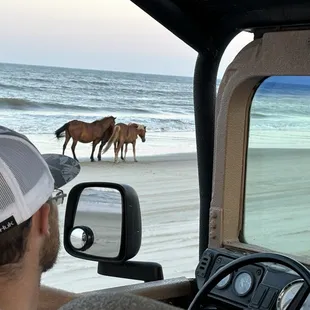 More wild horses right on the beach!