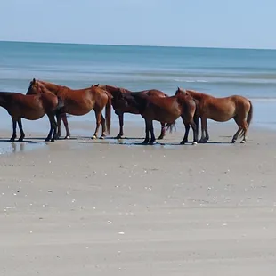 Herd of wild horses on the beach.