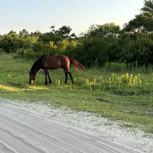 And another one back in a neighborhood in Corolla!