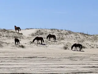 Corolla Wild Horse Tours