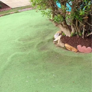 Tree roots go through the course!! WTF!?