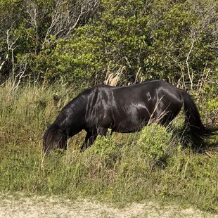 Black stallion