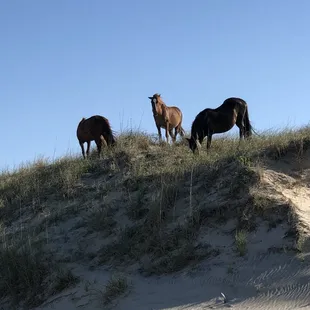 A Herom at the beach