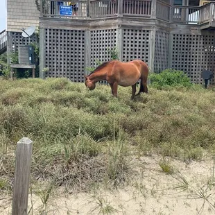 A golden brown horse grazing in someone&apos;s garden