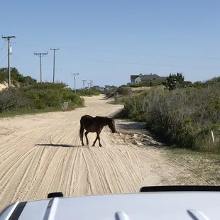 One of the wild horses just cruising across the road
