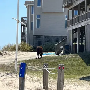 Lone horse in front of a beach house