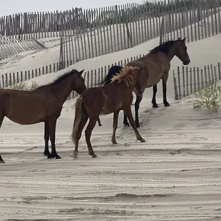 Wild mustangs