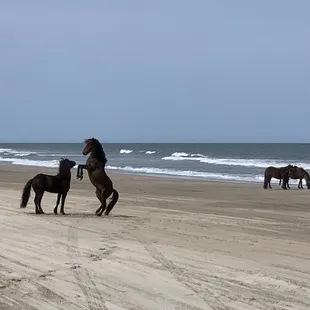 Protecting his harem!