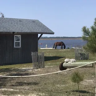 You can see this horses ribs snd hip bones. Sad.