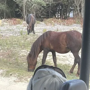A couple of near 200 wild horses