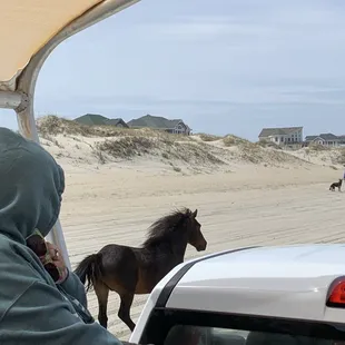 Running pony