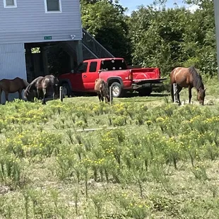 Horses looking for shade