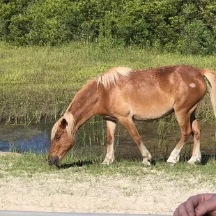Chestnut mare