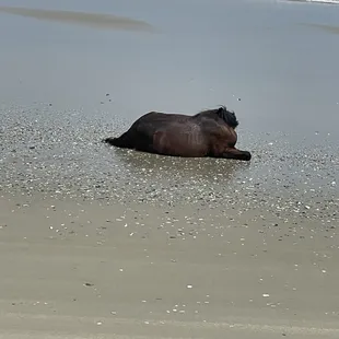 A horse laying down in water at the end of a hot day