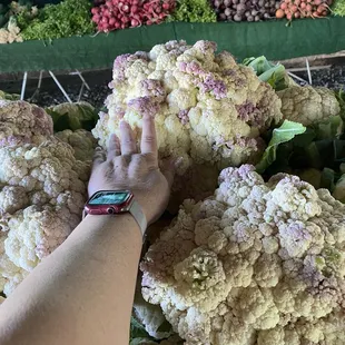 The biggest cauliflower heads I have ever seen