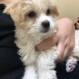 Stressed out at Coronado animal clinic