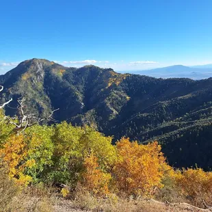 View of Miller Peak from the Carr Peak trail. Taken on October 13, 2023.  The aspens were already past their prime.