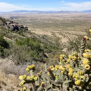 Montezuma Pass (facing West) - San Raphael Valley
