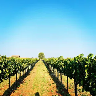 Summer in the vineyard