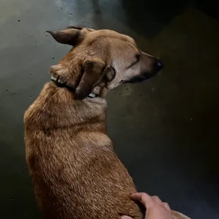 a person petting a dog