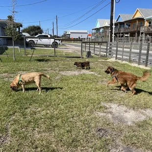 Kamp K9 (park 1 of 2)