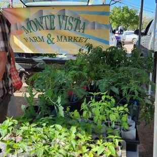 Plenty of seedlings available for your inner gardener.