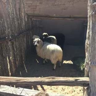Fluffy Sheep!