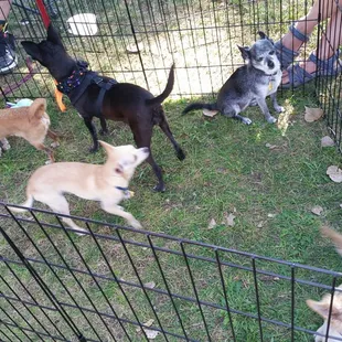 Enchantment Chihuahua Rescue