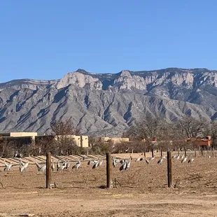 a vineyard with a mountain in the background