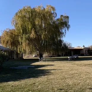 the back yard of the winery