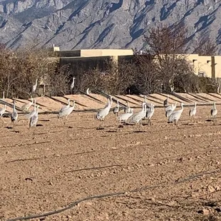 a large group of birds in a field with mountains in the background